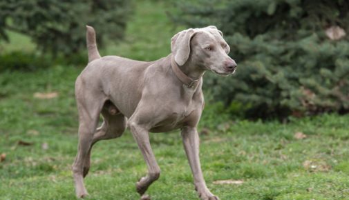 Weimaraner