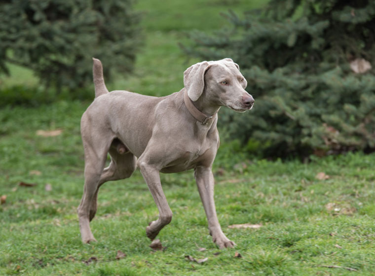 Weimaraner hat store