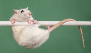 rattentraining