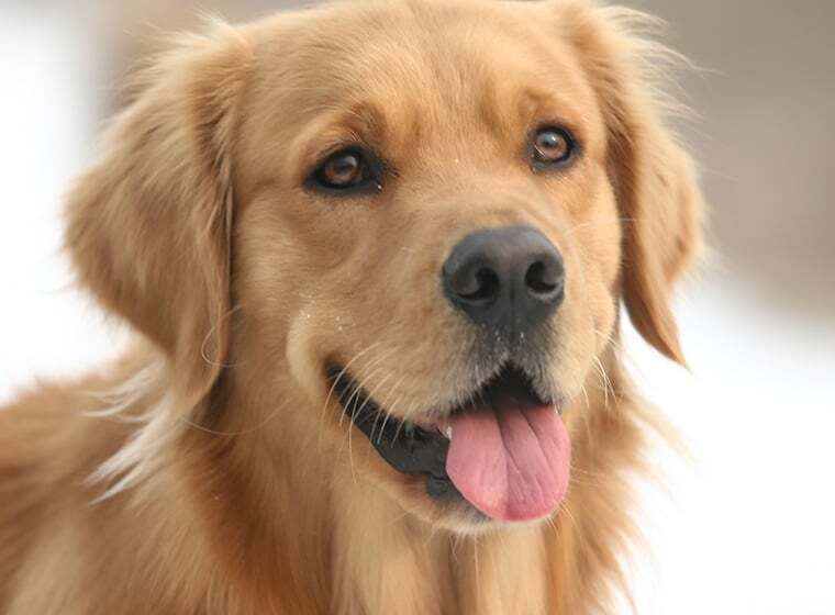 Golden Retriever - GolDen Retriever 760x560