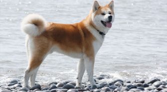 Akita Inu