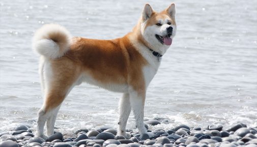 Akita Inu