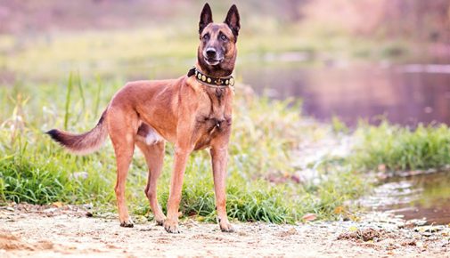 Belgischer Schäferhund