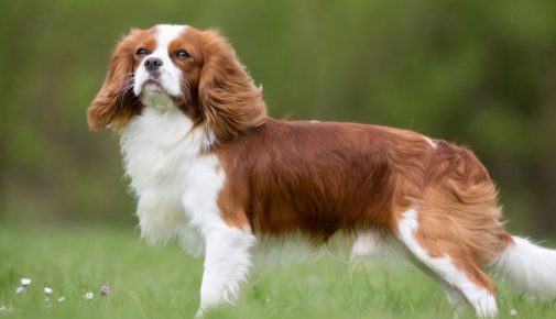 Cavalier King Charles Spaniel