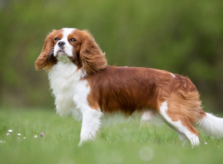 Cavalier King Charles Spaniel - Charakter & | Steckbrief