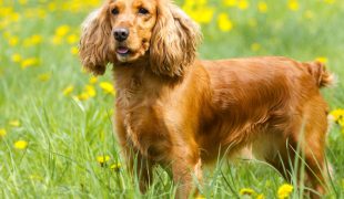 Cocker Spaniel