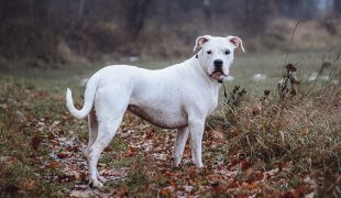 Dogo Argentino