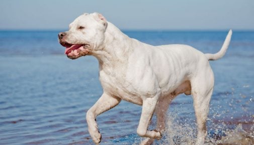 Dogo Argentino