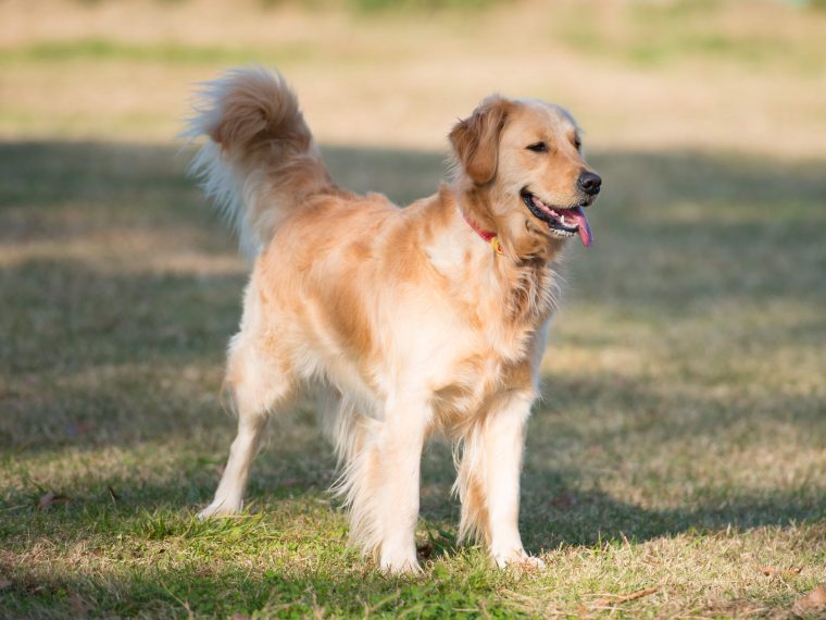 Golden Retriever - GolDen Retriever 760x570