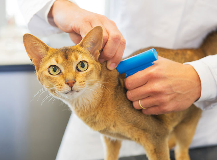 Katze Speichelt Schaum Nach Spritze