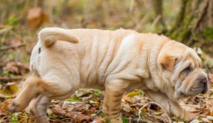 Shar Pei