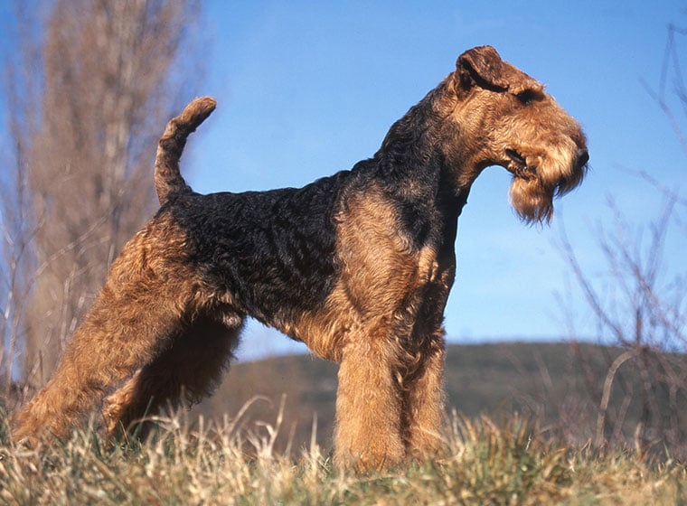 Airedale Terrier Im Rasseportrait Zooroyal Magazin
