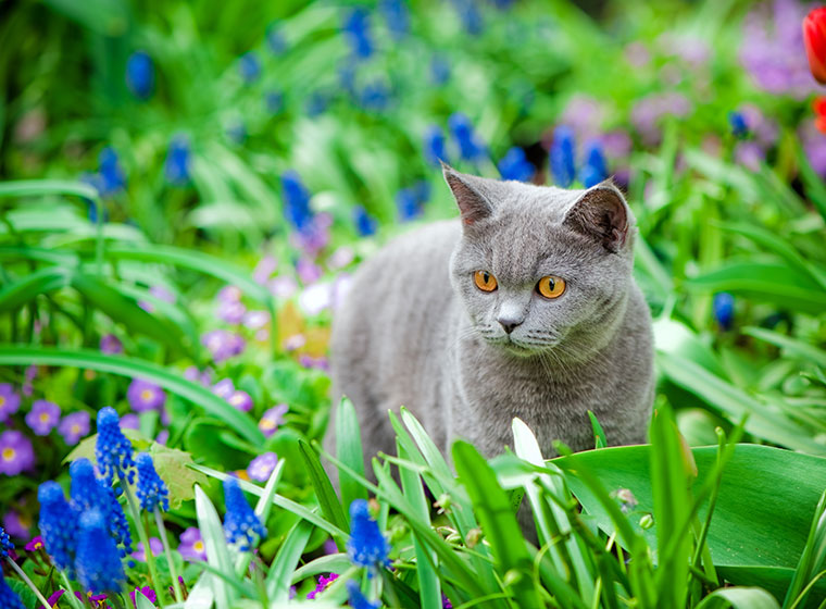 Bild Zeigt Pflanze Katze Im Freien Und Natur