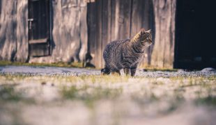 Hauskatze