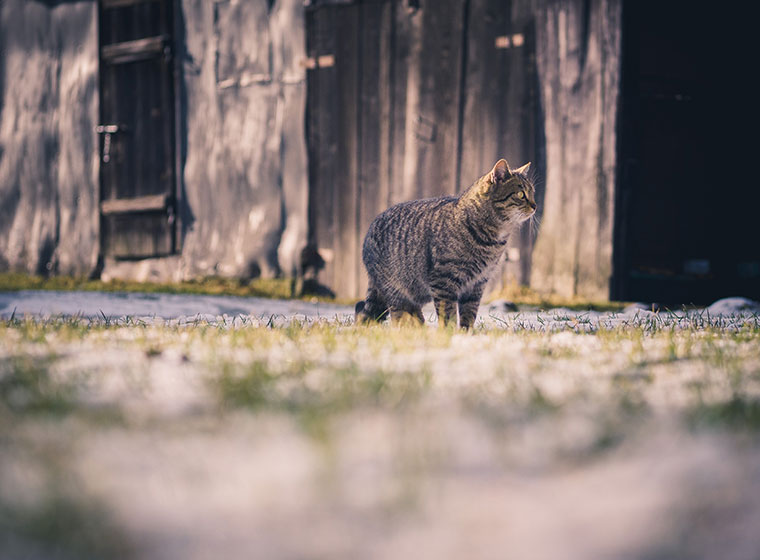 Hauskatze
