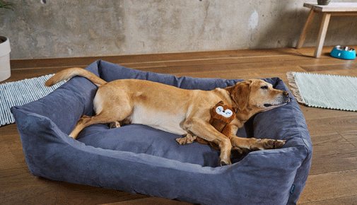 Hundebett