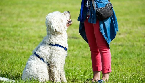 Hundeschule