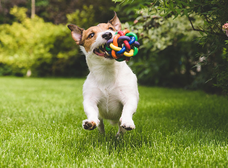 Hundespielzeug Fur Die Individuelle Beschaftigung Zooroyal Magazin