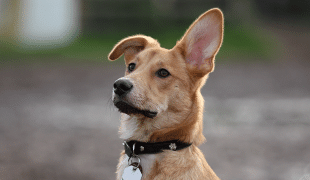 Hundesteuer