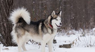 Siberian Husky