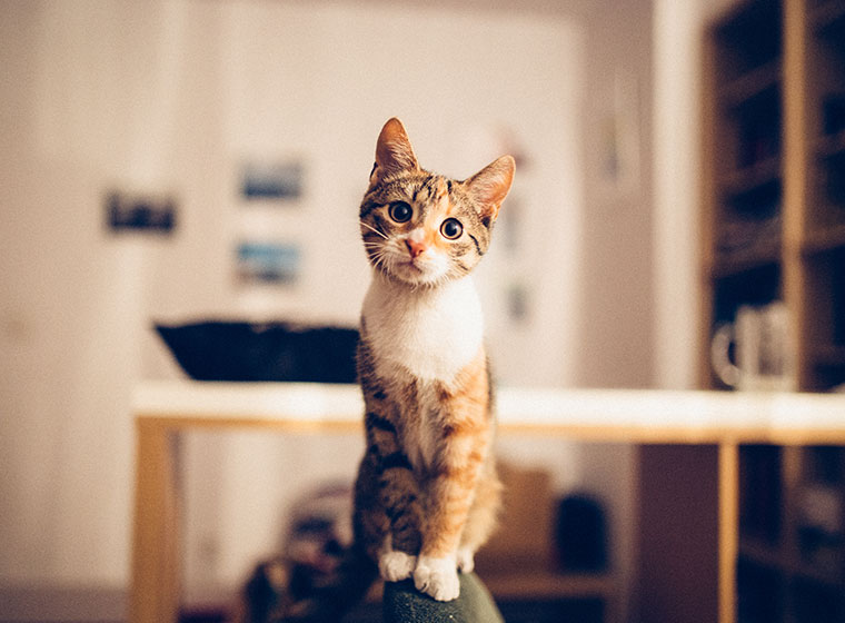 Katzen Forchheim