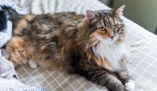 Maine Coon