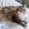 Maine Coon