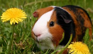 Meerschweinchen