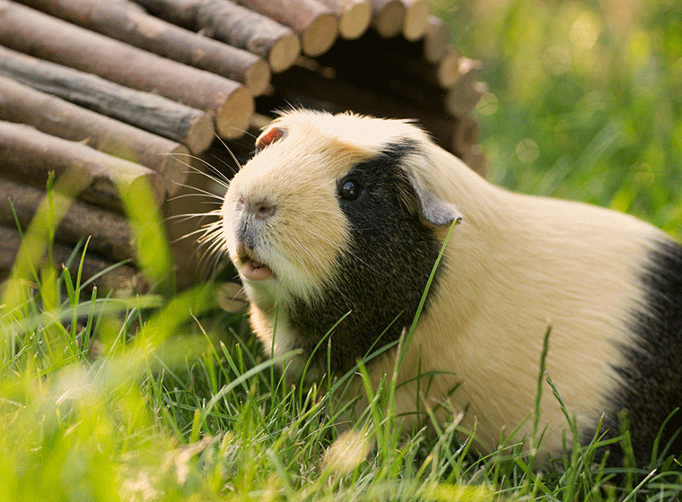 Meerschweinchen Haltung