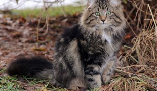 Norwegische Waldkatze