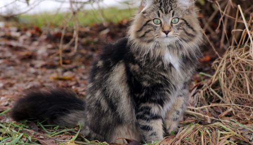 Norwegische Waldkatze