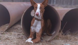 Podenco