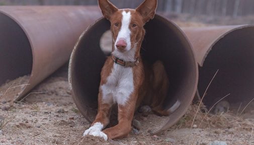 Podenco