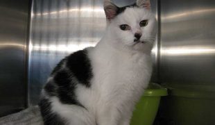 Tierheim Detmold Katze Adelheid