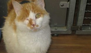 Tierheim Detmold Kater Faro