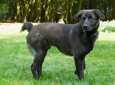 Tierheim Detmold Hund Nico