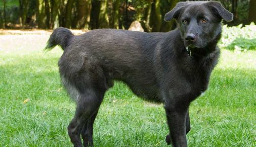 Tierheim Detmold Hund Nico