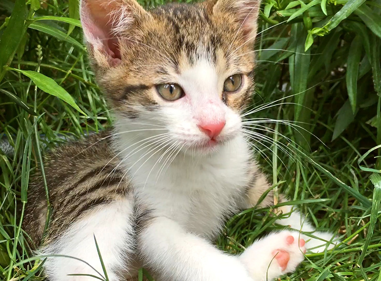 Freigang im Frühling