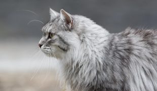 sibirische katze