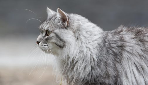 sibirische katze