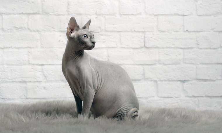 Katze Ohne Fell Rasse