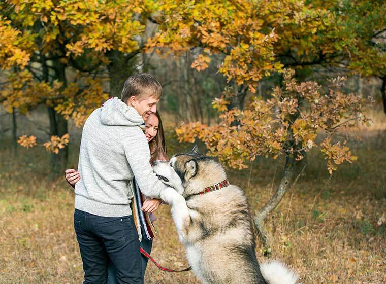 Wie Gewöhne Ich Meinem Hund Das Anspringen Ab Hund das Anspringen abgewöhnen: Übungen & Tipps