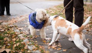 Begegnung mit anderen Hunden