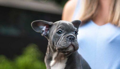 Beliebte Hunderassen: Französische Bulldogge