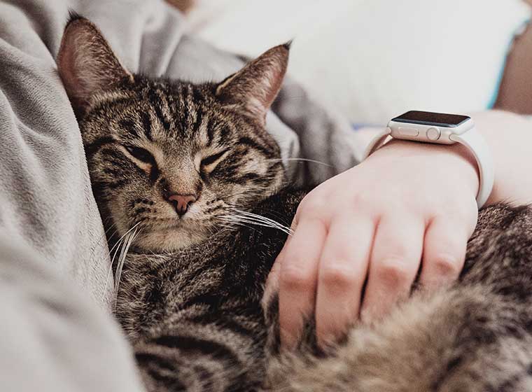 Bindung Zur Katze Aufbauen So Klappt Es Zooroyal Magazin
