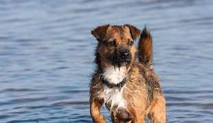 Border Terrier