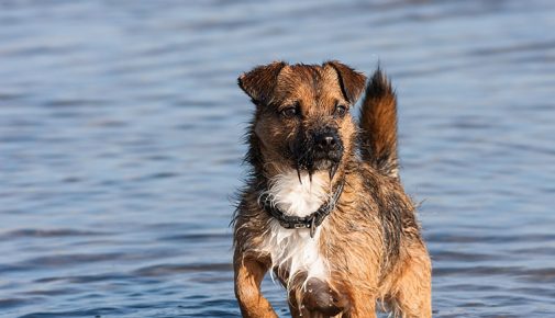 Border Terrier