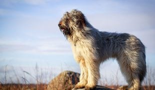 Briard