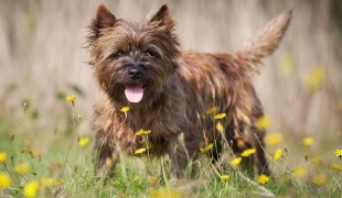 Cairn Terrier