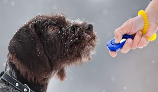 Clickertraining mit dem Hund